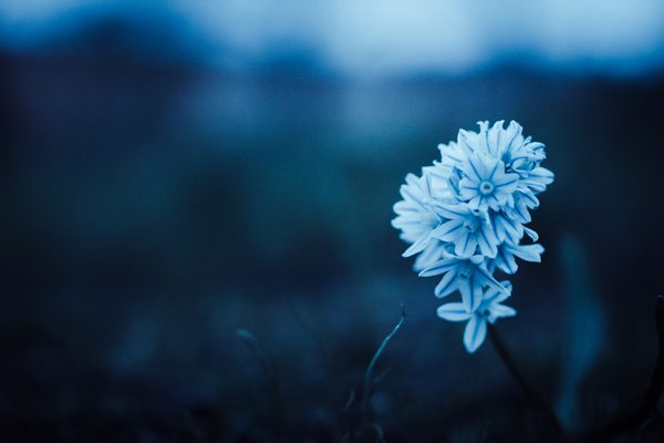 A pale blue flower at dusk